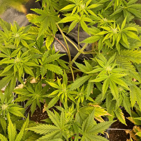Pink Rozay growlog timeline photo