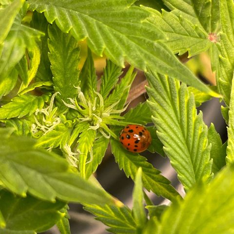 Pink Rozay growlog timeline photo