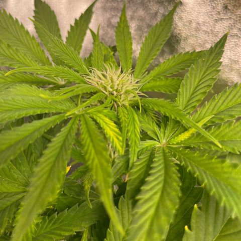 Pink Rozay growlog timeline photo