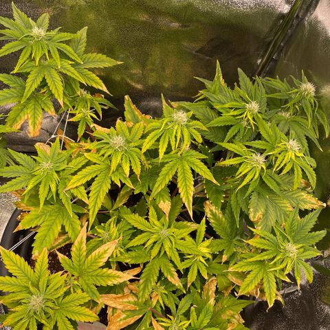 Runtz Auto growlog timeline photo