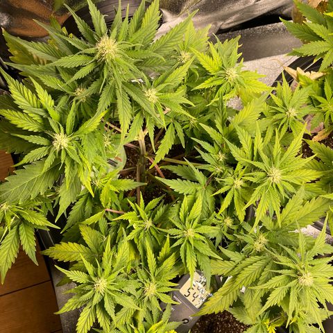 Watermelon candy  growlog timeline photo