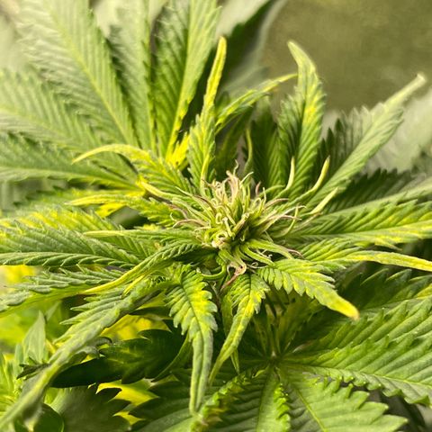 Sticky Beast Automatic growlog timeline photo