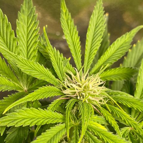 Pink Rozay growlog timeline photo