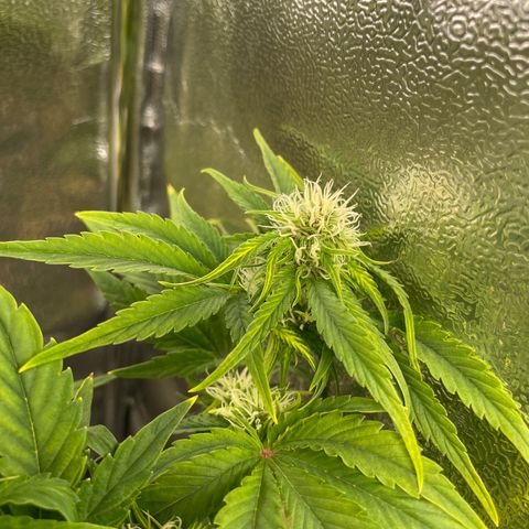 Runtz Auto growlog timeline photo