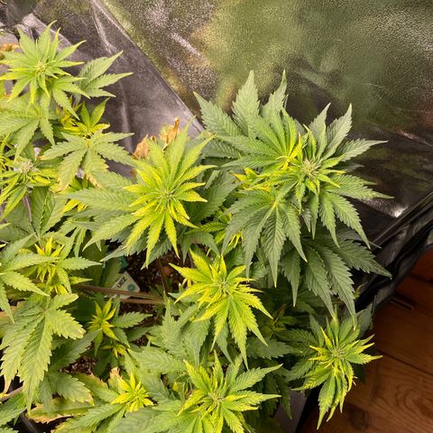 Sticky Beast Automatic growlog timeline photo