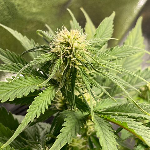 Watermelon candy  growlog timeline photo