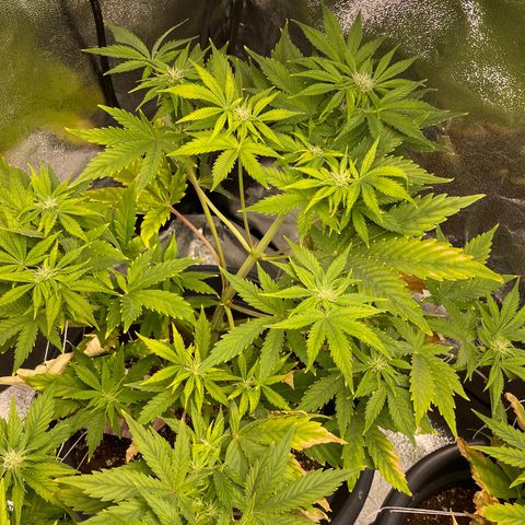 Pink Rozay growlog timeline photo