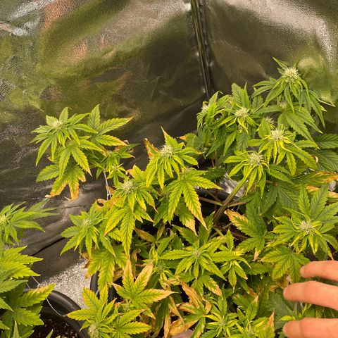 Runtz Auto growlog timeline photo