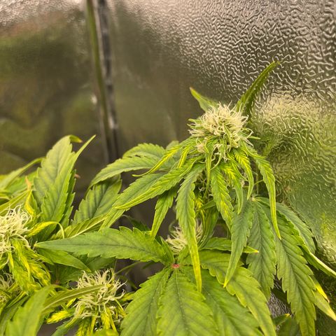Runtz Auto growlog timeline photo