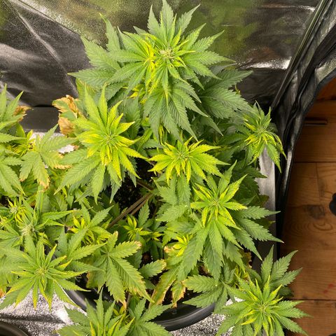 Sticky Beast Automatic growlog timeline photo