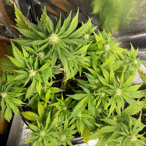 Watermelon candy  growlog timeline photo