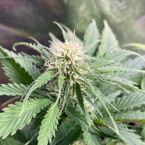 Watermelon candy  growlog timeline photo