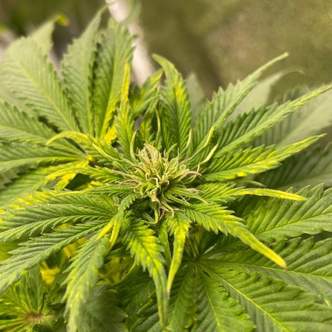 Sticky Beast Automatic growlog timeline photo