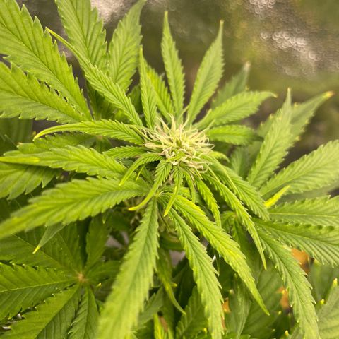 Pink Rozay growlog timeline photo