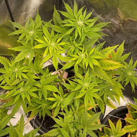 Pink Rozay growlog timeline photo