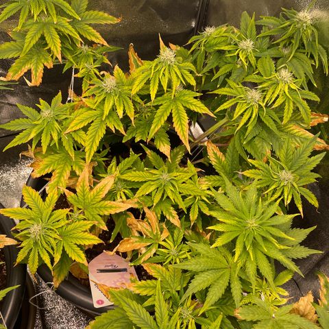 Runtz Auto growlog timeline photo