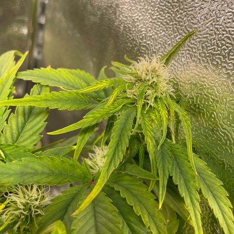 Runtz Auto growlog timeline photo