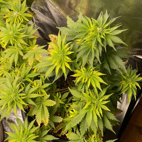 Sticky Beast Automatic growlog timeline photo