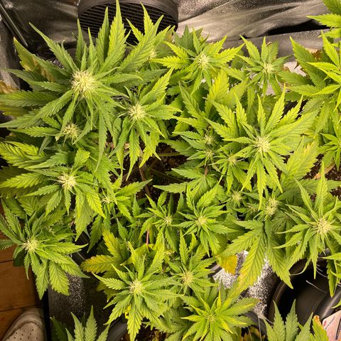 Watermelon candy  growlog timeline photo