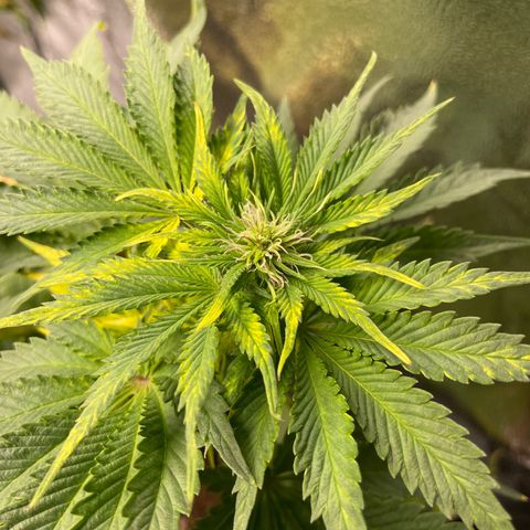 Sticky Beast Automatic growlog timeline photo