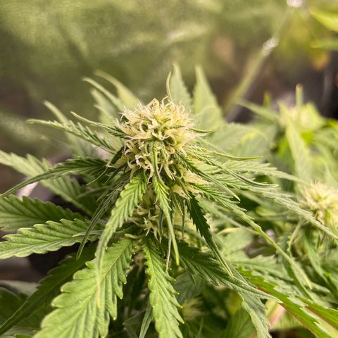 Watermelon candy  growlog timeline photo