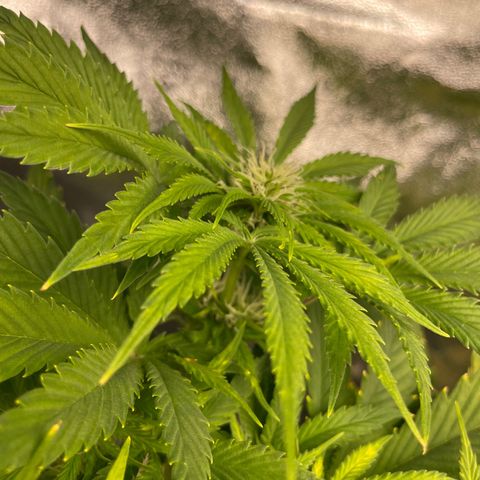 Pink Rozay growlog timeline photo