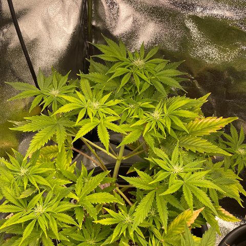 Pink Rozay growlog timeline photo