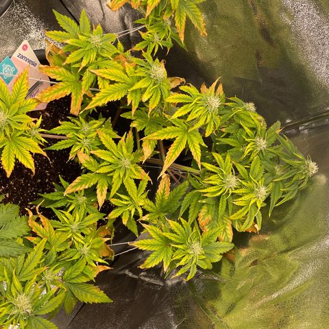 Runtz Auto growlog timeline photo