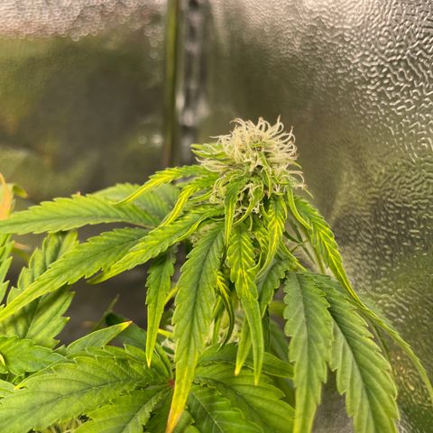 Runtz Auto growlog timeline photo