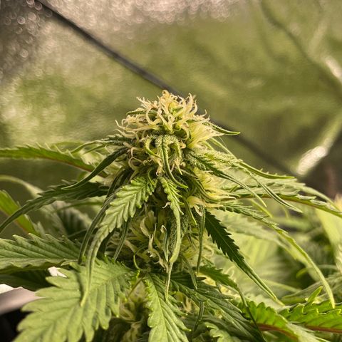 Watermelon candy  growlog timeline photo