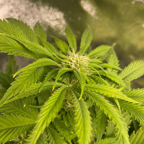 Pink Rozay growlog timeline photo