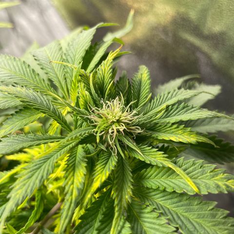 Sticky Beast Automatic growlog timeline photo