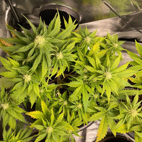Watermelon candy  growlog timeline photo