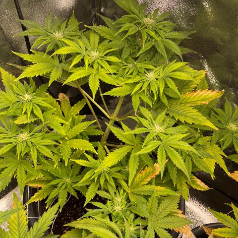 Pink Rozay growlog timeline photo