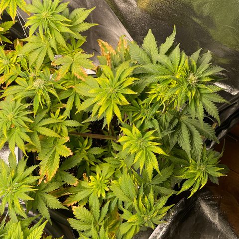 Sticky Beast Automatic growlog timeline photo