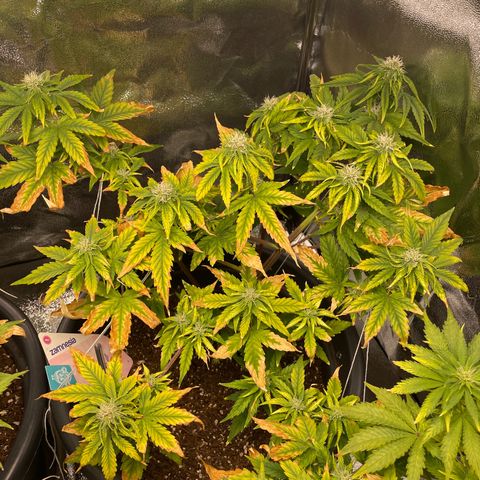 Runtz Auto growlog timeline photo