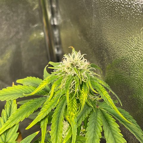 Runtz Auto growlog timeline photo