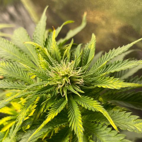 Sticky Beast Automatic growlog timeline photo