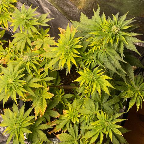 Sticky Beast Automatic growlog timeline photo