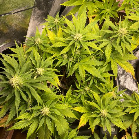 Watermelon candy  growlog timeline photo