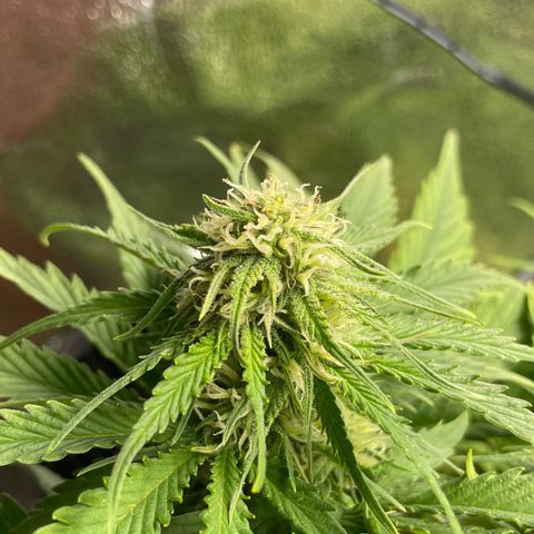 Watermelon candy  growlog timeline photo