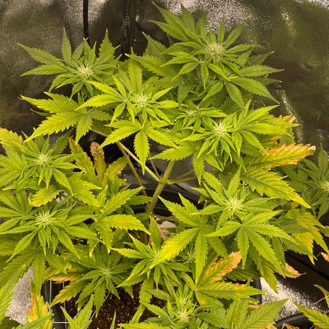 Pink Rozay growlog timeline photo