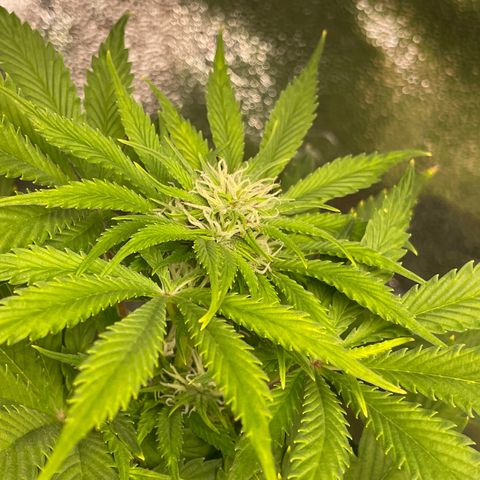 Pink Rozay growlog timeline photo