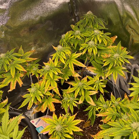 Runtz Auto growlog timeline photo