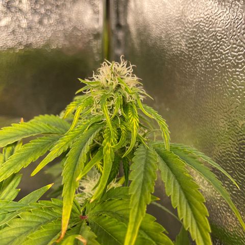 Runtz Auto growlog timeline photo