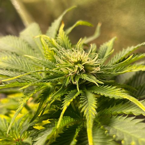 Sticky Beast Automatic growlog timeline photo