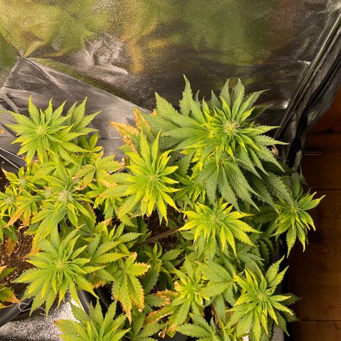 Sticky Beast Automatic growlog timeline photo