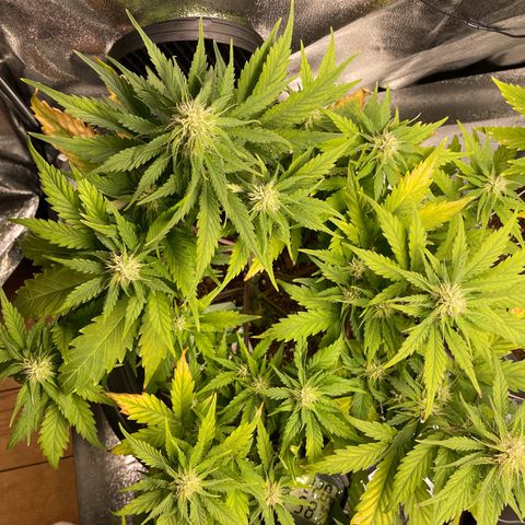 Watermelon candy  growlog timeline photo