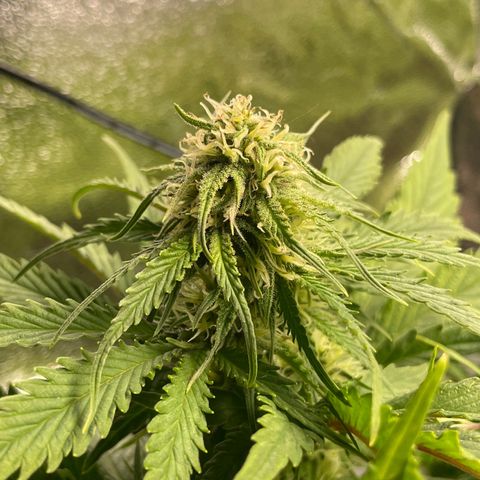 Watermelon candy  growlog timeline photo