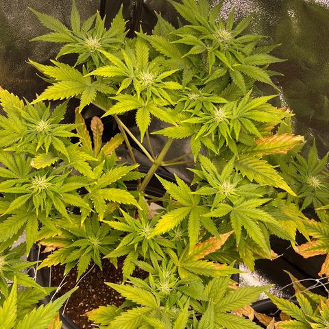 Pink Rozay growlog timeline photo